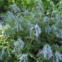 Corydalis flexuosa 'Purple Leaf'